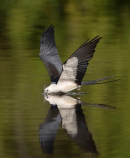 Swallow-tailed Kite (Elanoides forficatus) drinking in flight, Florida, USA