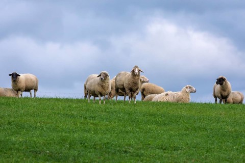 Sheep in the pasture, Middle Franconia, Bavaria, Germany