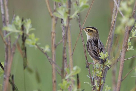 Aquatic Warbler (Acrocephalus paludicola), Poland