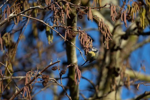Blue tit (Cyanistes caeruleus) adult garden bird feeding on Alder tree catkins in winter, Suffolk,