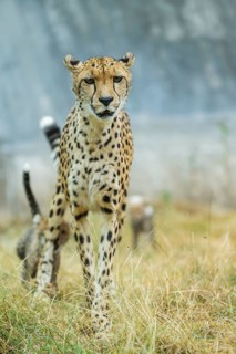 Cheetah (Acinonyx jubatus) walking on the ground, captive, occurrence Africa