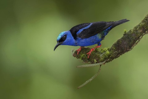 Red-legged Honeycreeper (Cyanerpes cyaneus) male, Costa Rica