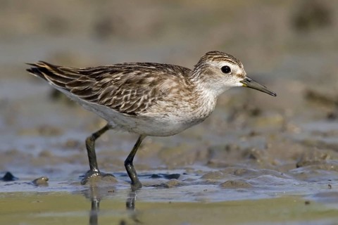 Long-toed Stint (Calidris subminuta) foraging, Western Australia, Australia