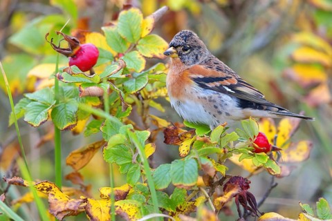 Brambling (Fringilla montifringilla), spring, foraging, Battenberg, Heligoland,