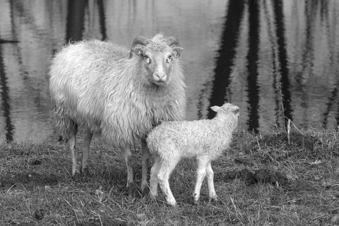 Sheep (Ovis gmelini aries), horned moor cuckoo with its lamb by the water, black and white,