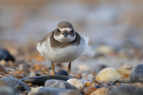 Ringed plover (Charadrius hiaticula) juvenile young wading bird on a beach, Norfolk, England,