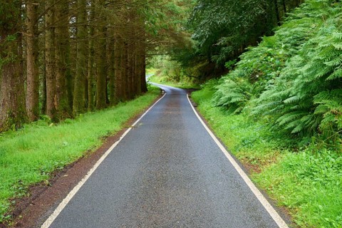 Winding road through a thick forest surrounded by green foliage, Loch Awe, Scotland, United