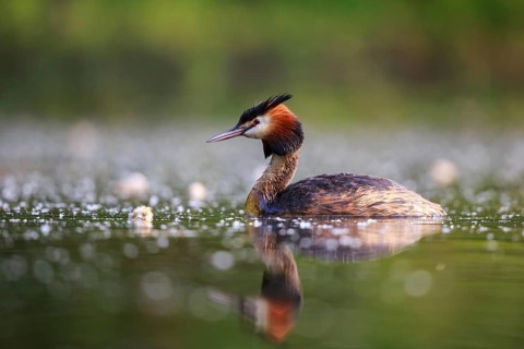 Great Crested Grebe (Podiceps cristatus), North Rhine-Westphalia, Germany