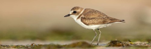 Animals, birds, plover, Kentish plover, (Charadrius alexandrinus), biotope, habitat, foraging, Barr