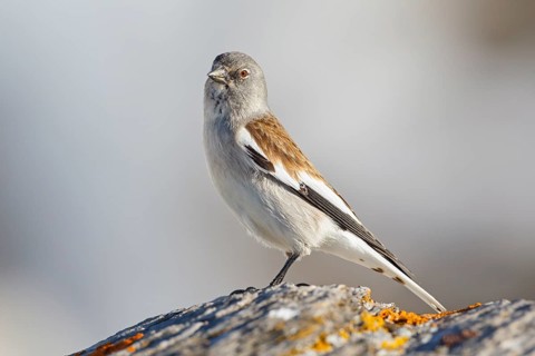 Snowfinch (Montifringilla nivalis), Valais, Switzerland