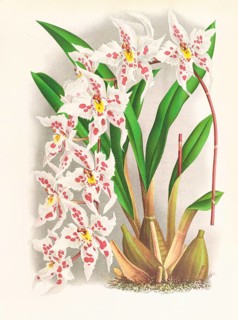 Orchid, Odontoglossum alexandrae var cutsemianum, authentic reproduction of an illustration by Jean