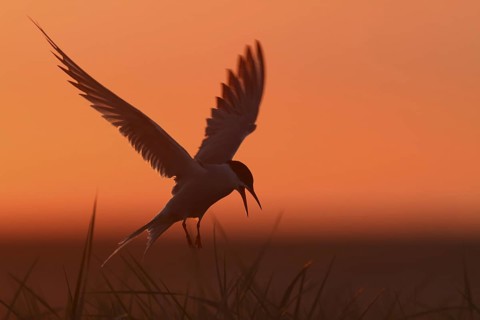 Common Tern (Sterna hirundo) calling in flight, Lower Saxony, Germany
