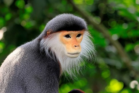 Red-shanked monkey (Pygathrix nemaeus), adult, portrait, relaxed, Southeast Asia