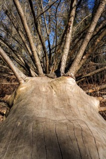 Dead Spruce (Picea abies) trees, Primeval forest Urwald Sababurg, Hofgeismar, Weser Uplands,