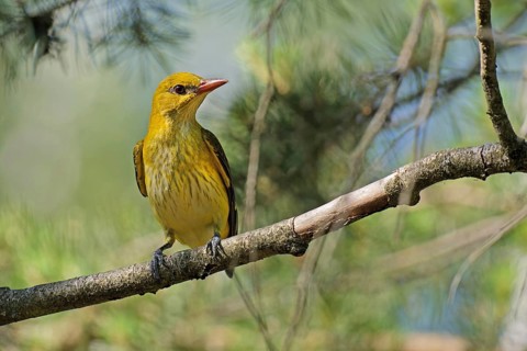 Eurasian Golden Oriole (Oriolus oriolus) male perched on a branch, Brandenburg, Germany