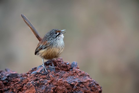 Striated Grasswren (Amytornis striatus whitei) singing from a rock, Western Australia, Australia