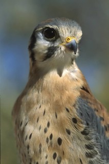 American Kestrel (Falco sparverius), Arizona, USA