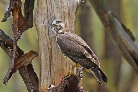 Augur Buzzard (Buteo augur), Lake Nakuru, Kenya