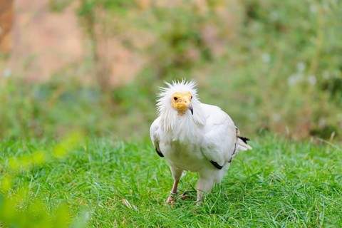 A Egyptian vulture (Neophron percnopterus) stands in green grass close to a carcass after feeding