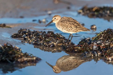 Dunlin (Calidris alpina) foraging on shoreline, Mecklenburg-Western Pomerania, Germany