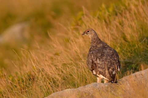 Rock Ptarmigan (Lagopus muta), Bernese Highlands, Switzerland