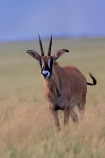 Roan antelope (Hippotragus equinus), adult, alert, Mokala National Park, Northern Cape, South