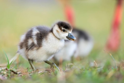 Egyptian goose (Alopochen aegyptiaca) cute chicks on a meadow at the shore of a lake, Bavaria,