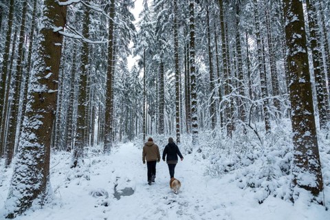 Two woman taking a walk with a dog through a snowy forest, winter, snow, Sieversen, Samtgemeinde