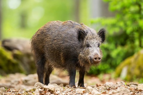 Wild boar (Sus scrofa) standing in a forest, Bavaria, Germany