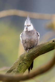 Cockatiel (Nymphicus hollandicus) sitting on a branch, Bavaria, Germany