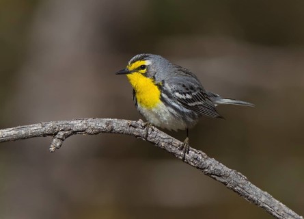 Grace's Warbler (Setophaga graciae) male, Arizona, USA