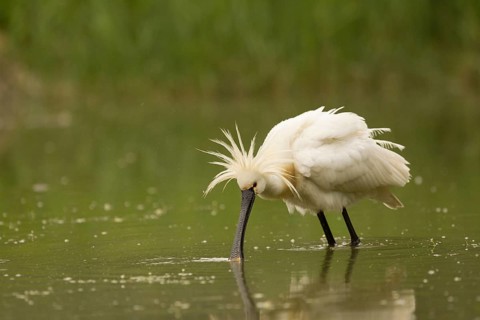 Eurasian Spoonbill (Platalea leucorodia), Serbia