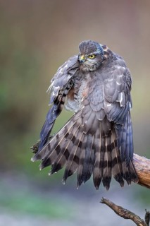 Eurasian Sparrowhawk (Accipiter nisus) female perched on a branch, drying its feathers,