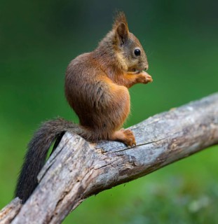 Squirrel, animals, mammals, biotope, habitat, foraging, eats, squirrel, Lentiira, Lentiira Kuhmo,