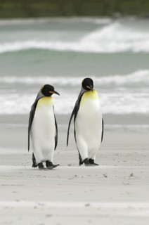 King Penguin (Aptenodytes patagonicus), Falkland Islands