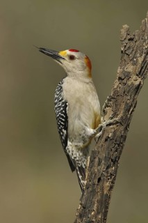 Golden-fronted Woodpecker (Melanerpes aurifrons), Texas, USA