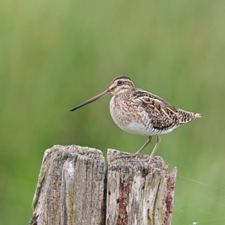 Snipe (Gallinago gallinago), standing on fence posts of a pasture, on moorland, snipe birds,