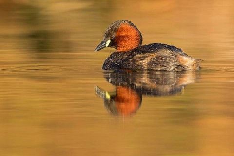 Little grebe, (Tachybaptus ruficollis), (Podiceps ruficollis), animals, birds, grebe family, swims