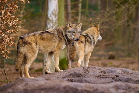 Two wolves on a hill, with an attentive look in the forest, Wolf (Canis lupus), Germany
