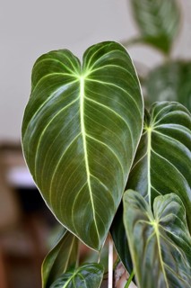 Leaf of exotic 'Philodendron Melanochrysum' houseplant with long velvet leaves