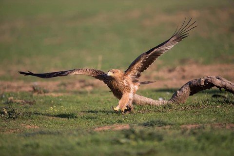 Juvenile Iberian Eagle (Aquila adalberti), Spanish imperial eagle, Extremadura, Castilla La Mancha,