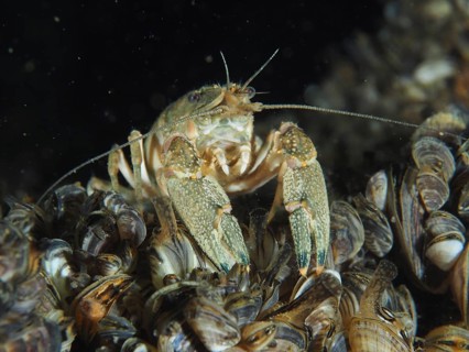 Crayfish (Faxonius limosus), American crayfish, invasive species with antennae between mussels,