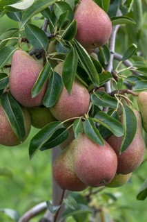 Pear (Pyrus communis FRED), Bundessorteamt, Germany