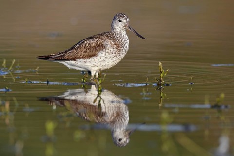 Common Greenshank (Tringa nebularia) foraging, Saxony-Anhalt, Germany