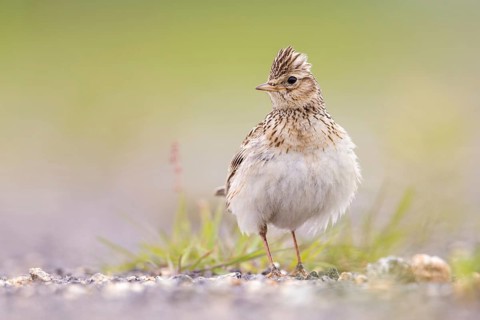 Eurasian Skylark (Alauda arvensis) male perched on the ground, Poland