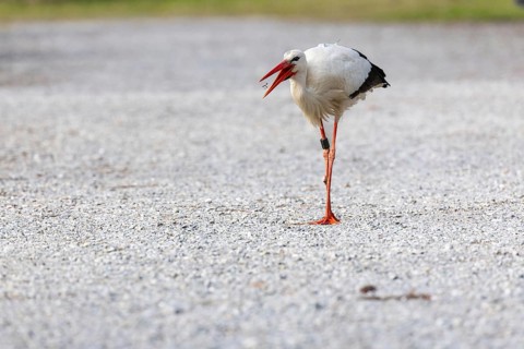 White stork (Ciconia ciconia), feeding on a path, Affenberg, Salem, Lake Constance region,