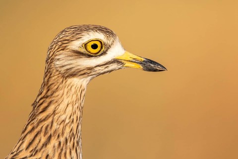 Eurasian Stone-curlew (Burhinus oedicnemus), Castile-La Mancha, Spain