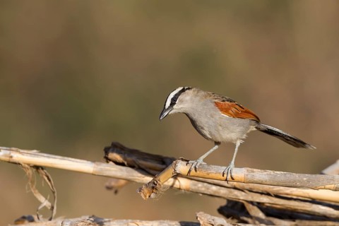 Black-crowned Tchagra - Senegaltschagra - Tchagra senegalus ssp. cucullatus, Morocco