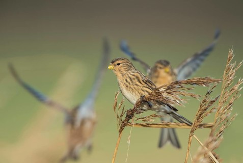 Twite (Linaria flavirostris), Schleswig-Holstein, Germany