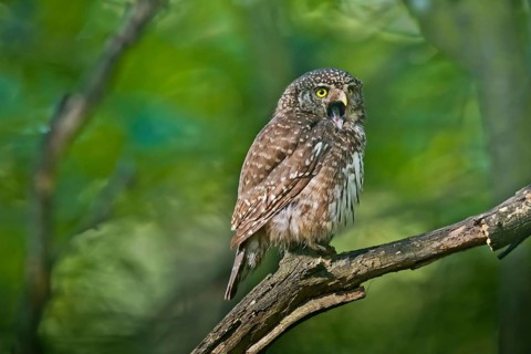 Eurasian Pygmy Owl (Glaucidium passerinum) female perched on a branch, Bavaria, Germany